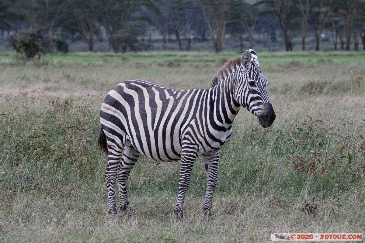 Lake Nakuru National Park - Zebra
Mots-clés: KEN Kenya Nakuru Nderit Lake Nakuru National Park zebre animals