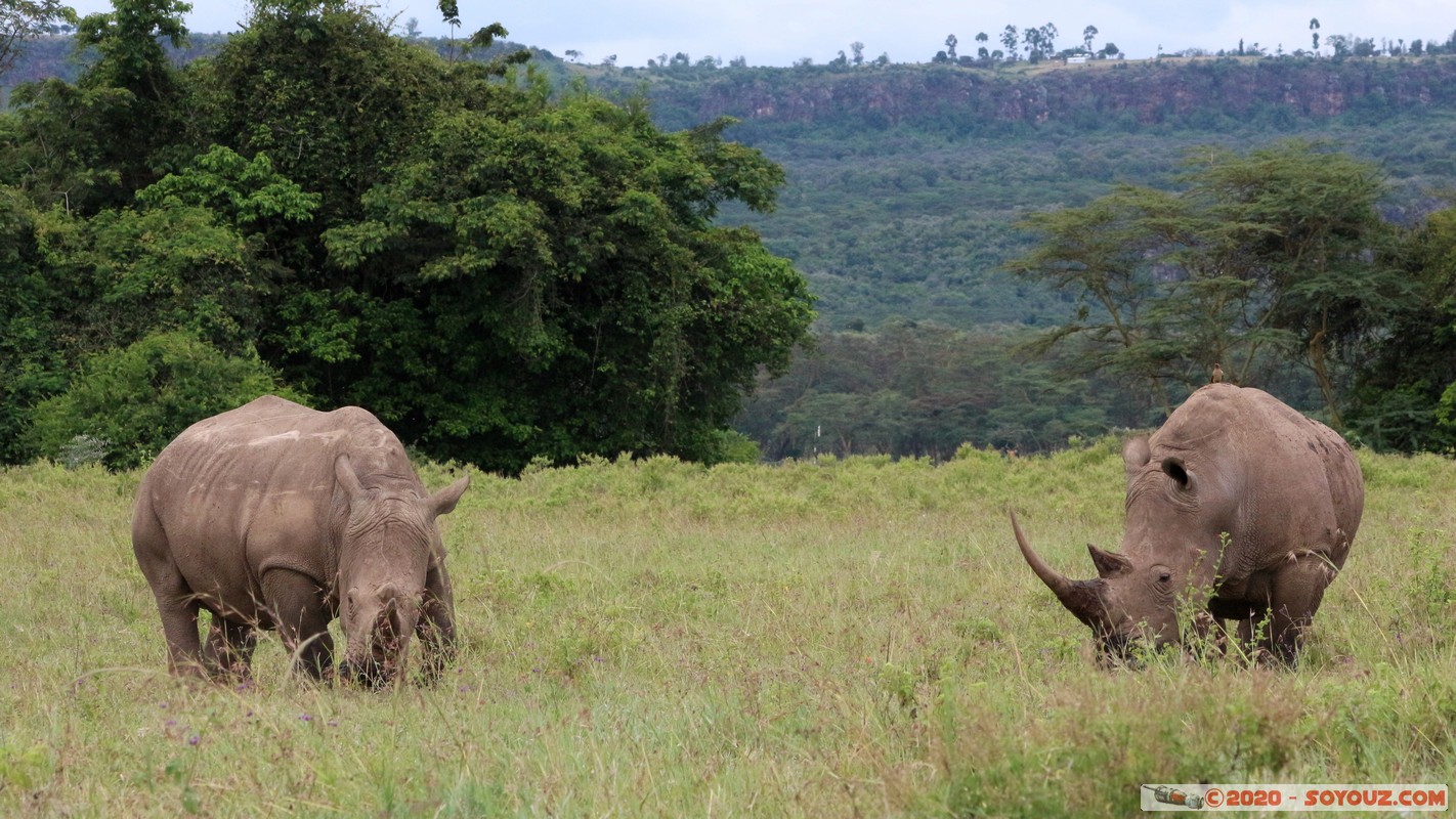 Lake Nakuru National Park - Rhinoceros
Mots-clés: KEN Kenya Nakuru Long’s Drift Lake Nakuru National Park animals Rhinoceros