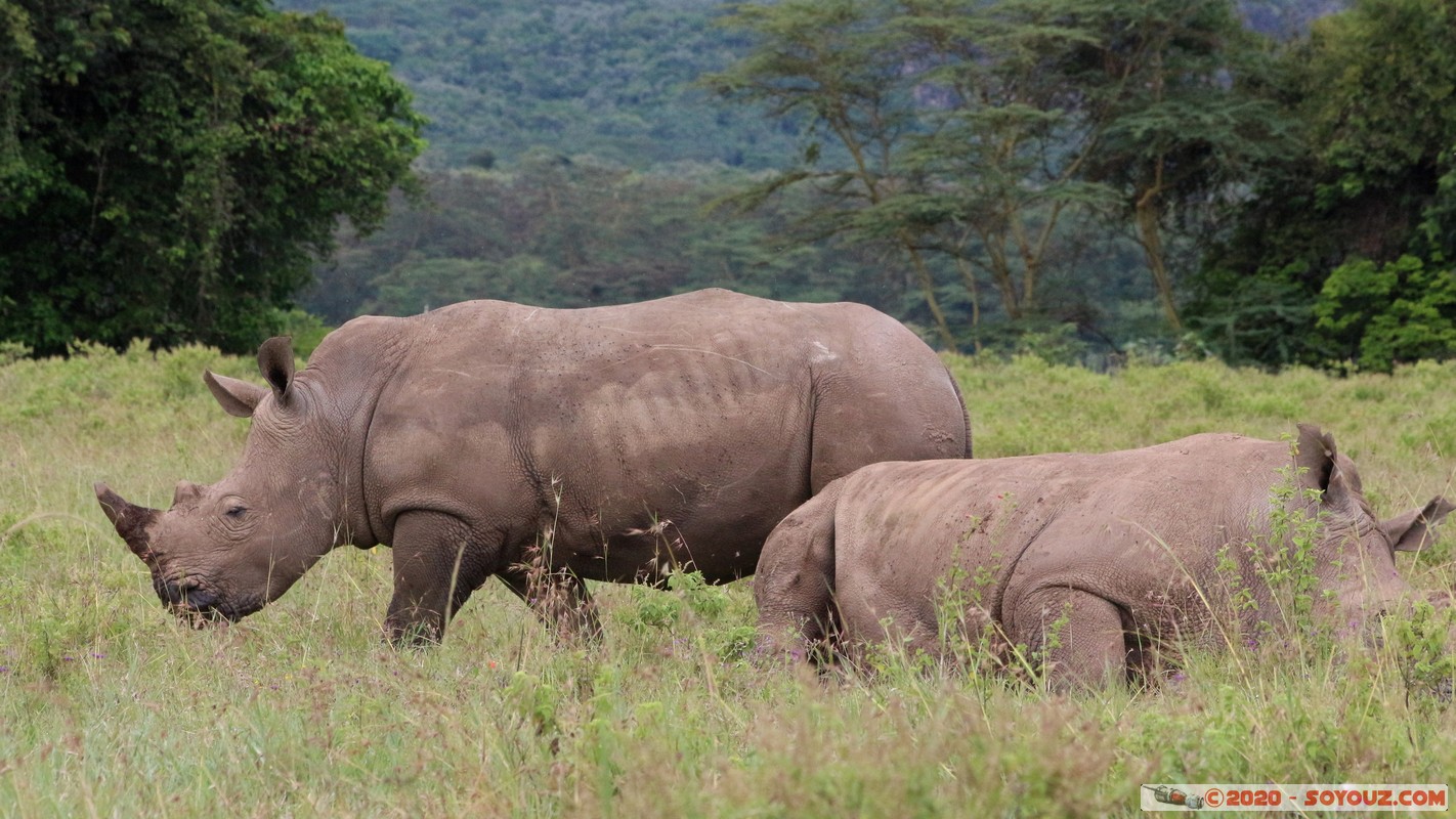 Lake Nakuru National Park - Rhinoceros
Mots-clés: KEN Kenya Nakuru Long’s Drift Lake Nakuru National Park animals Rhinoceros