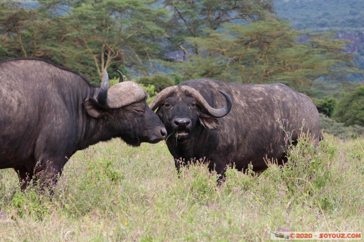Lake Nakuru National Park - Buffalo
Mots-clés: KEN Kenya Nakuru Long’s Drift Lake Nakuru National Park Buffle animals