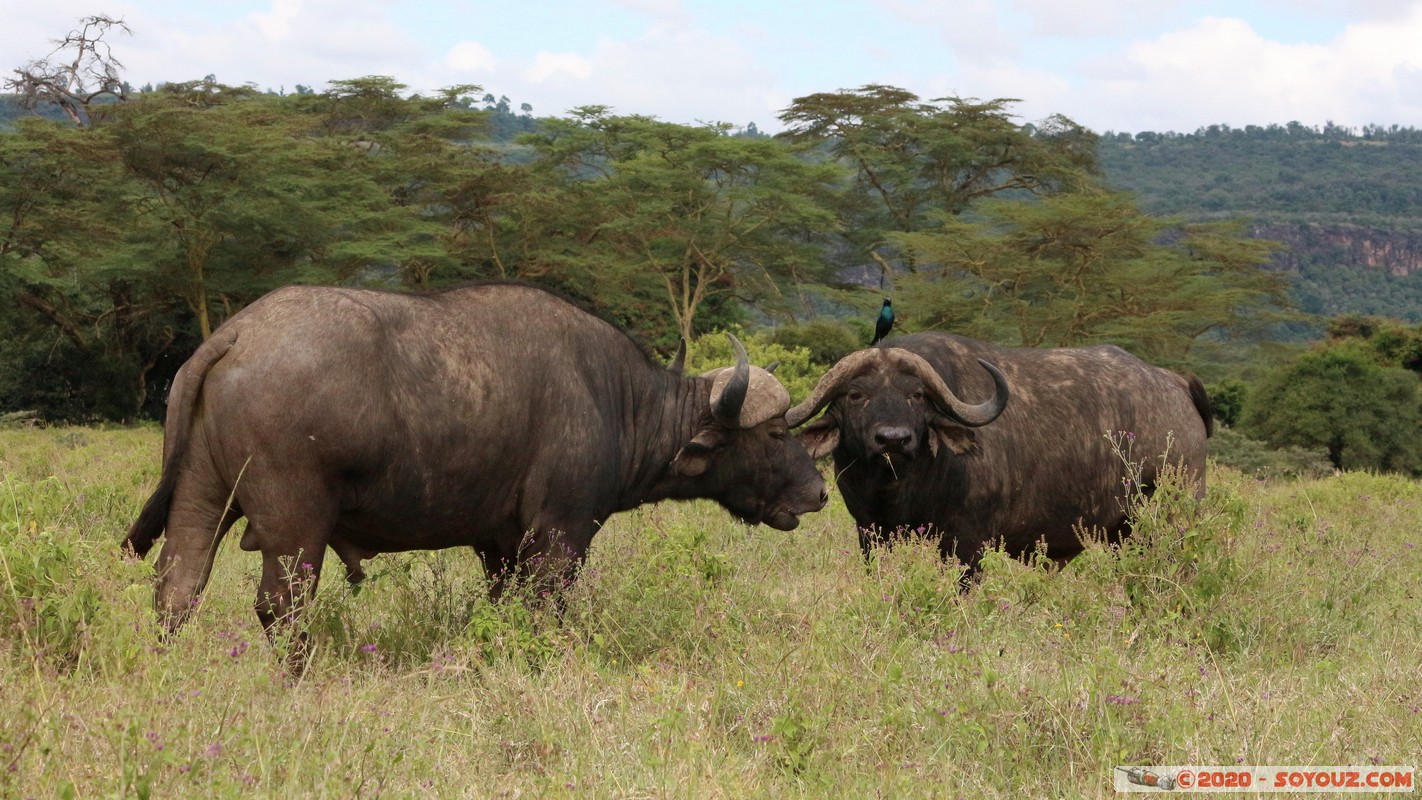 Lake Nakuru National Park - Buffalo
Mots-clés: KEN Kenya Nakuru Long’s Drift Lake Nakuru National Park Buffle animals