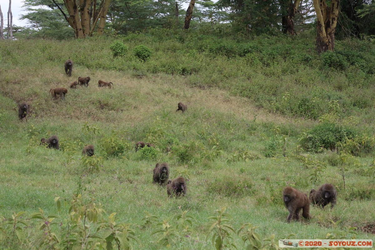 Lake Nakuru National Park - Baboon
Mots-clés: KEN Kenya Nakuru Nderit Drift Lake Nakuru National Park animals singes Babouin