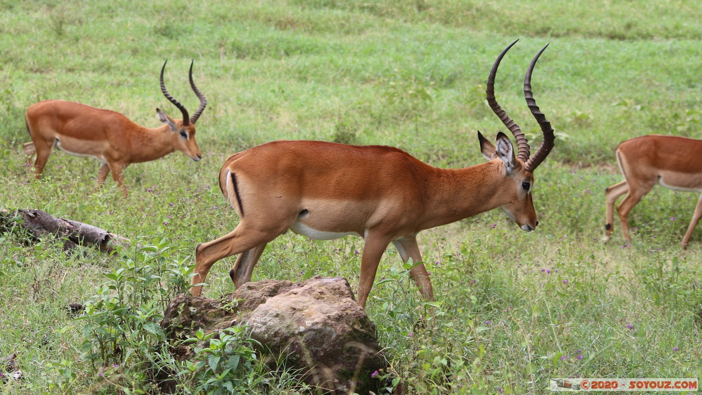 Lake Nakuru National Park - Grant's Gazelle
Mots-clés: KEN Kenya Nakuru Nderit Drift Lake Nakuru National Park Grant's Gazelle