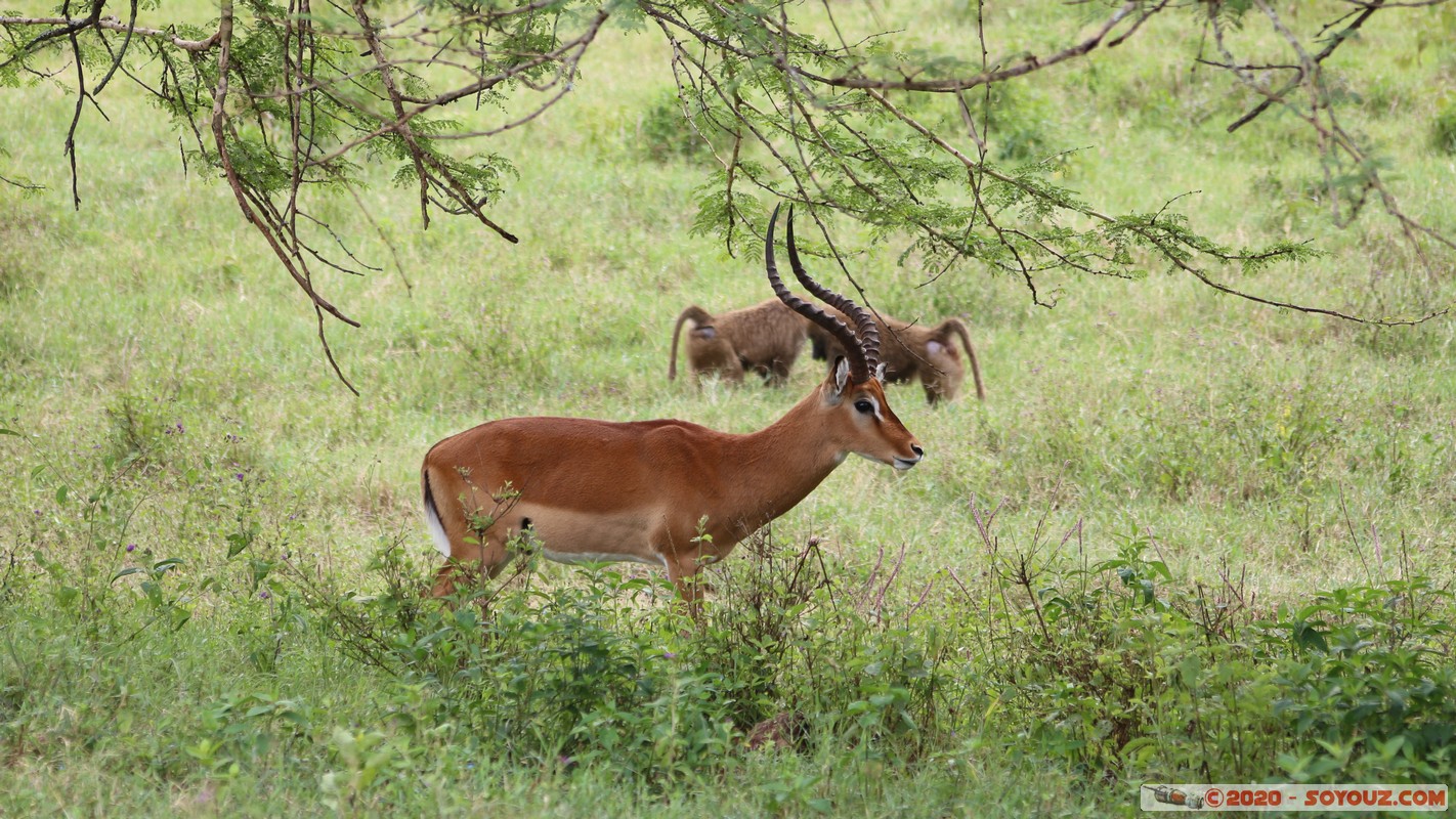 Lake Nakuru National Park - Grant's Gazelle
Mots-clés: KEN Kenya Nakuru Nderit Drift Lake Nakuru National Park Grant's Gazelle