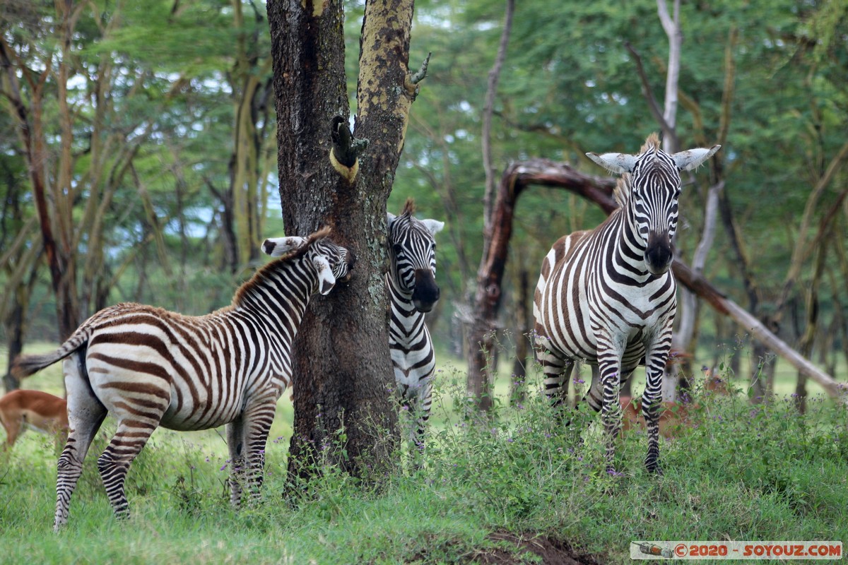 Lake Nakuru National Park - Zebra
Mots-clés: KEN Kenya Long’s Drift Nakuru Lake Nakuru National Park zebre animals