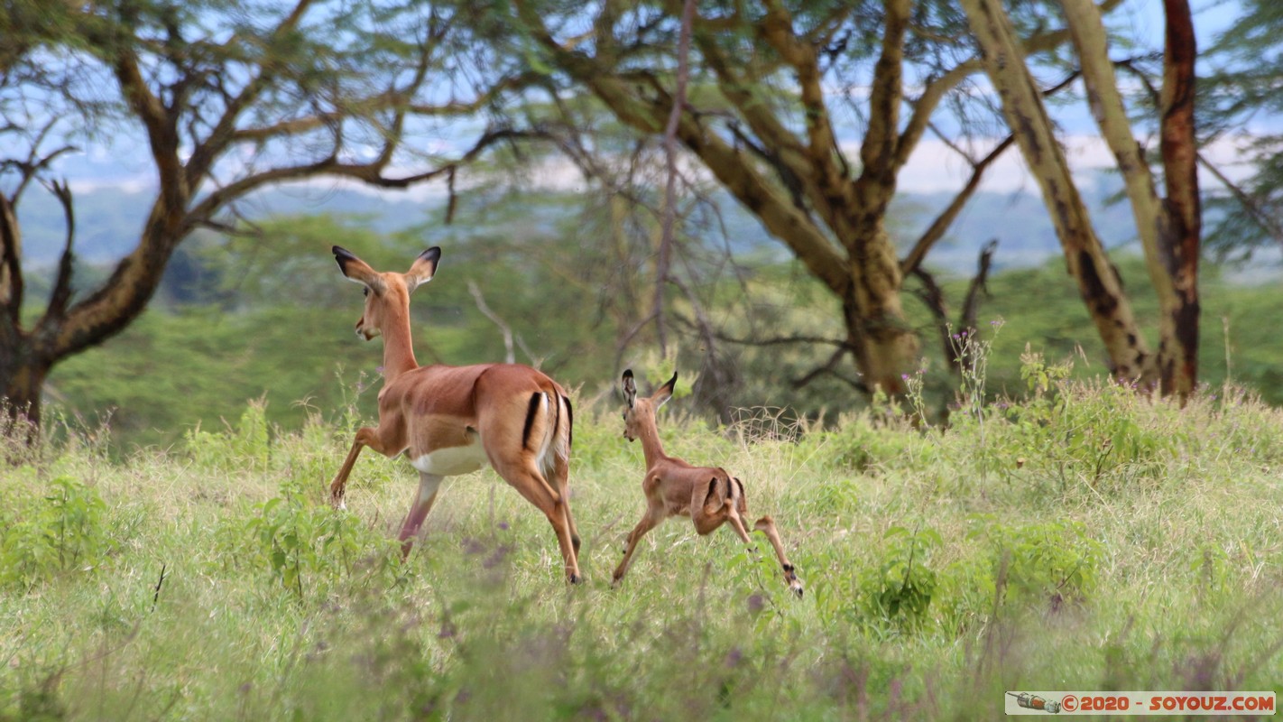 Lake Nakuru National Park - Grant's Gazelle
Mots-clés: KEN Kenya Long’s Drift Nakuru Lake Nakuru National Park Grant's Gazelle