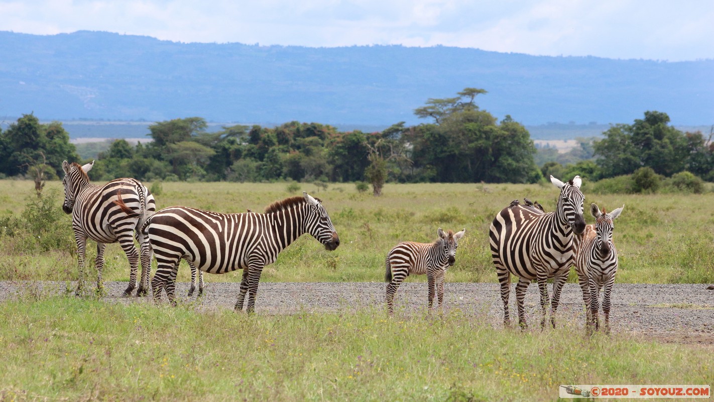 Lake Nakuru National Park - Zebra
Mots-clés: KEN Kenya Long’s Drift Nakuru Lake Nakuru National Park zebre animals