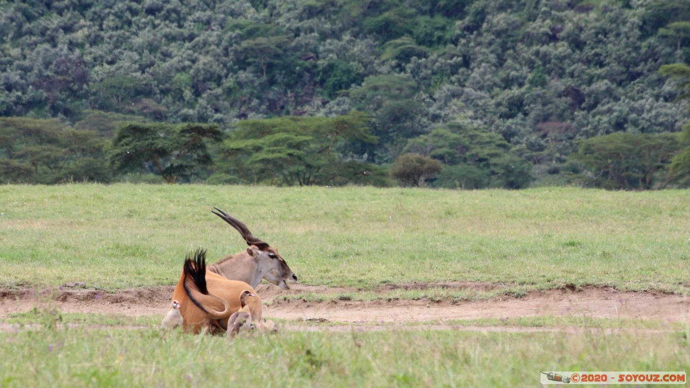Lake Nakuru National Park - Common eland
Mots-clés: KEN Kenya Long’s Drift Nakuru Lake Nakuru National Park Eland animals