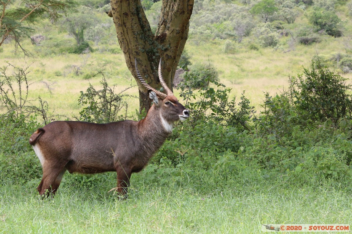 Lake Nakuru National Park - Waterbuck
Mots-clés: KEN Kenya Long’s Drift Nakuru Lake Nakuru National Park animals Waterbuck
