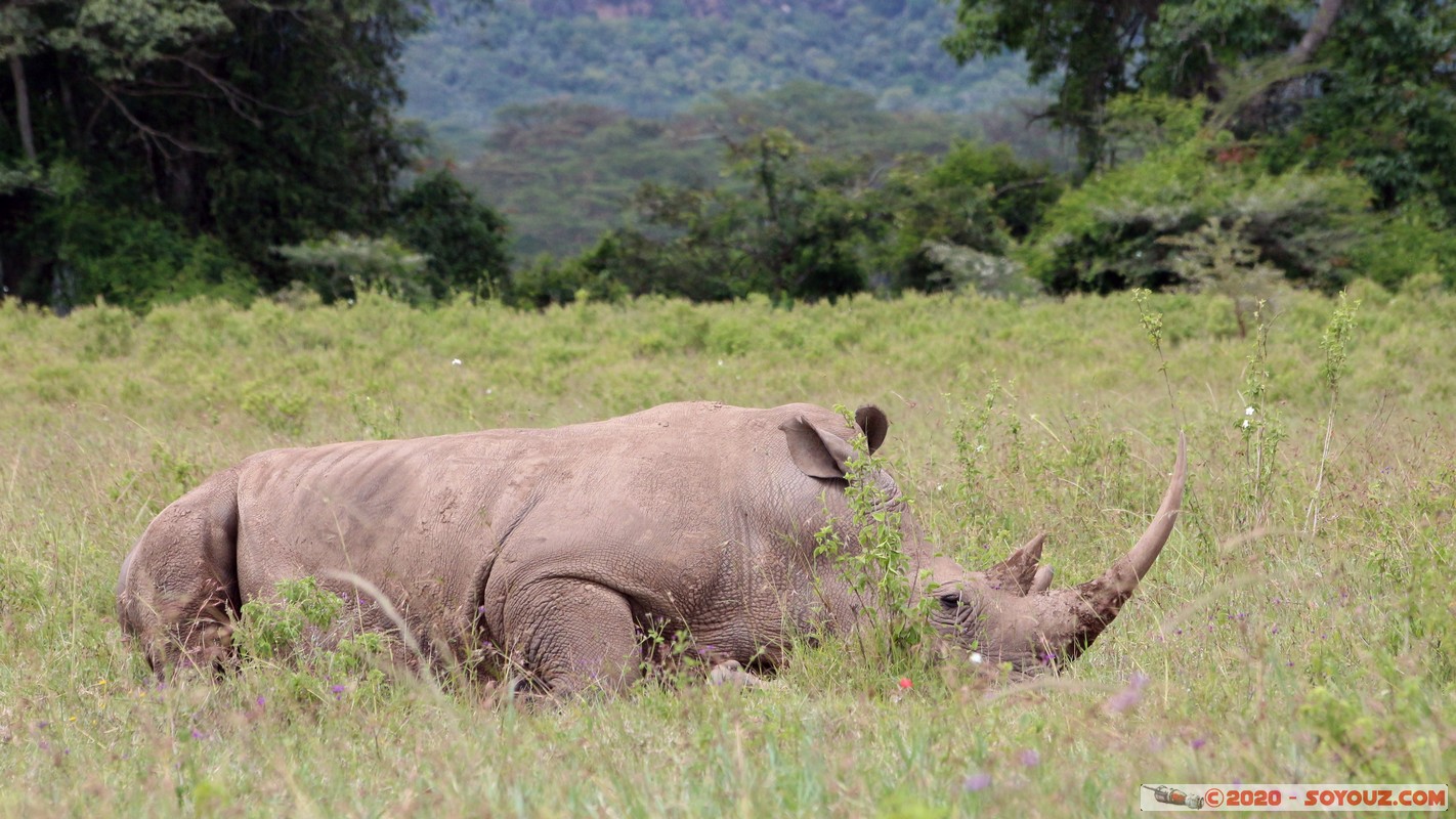 Lake Nakuru National Park - Rhinoceros
Mots-clés: KEN Kenya Long’s Drift Nakuru Lake Nakuru National Park animals Rhinoceros