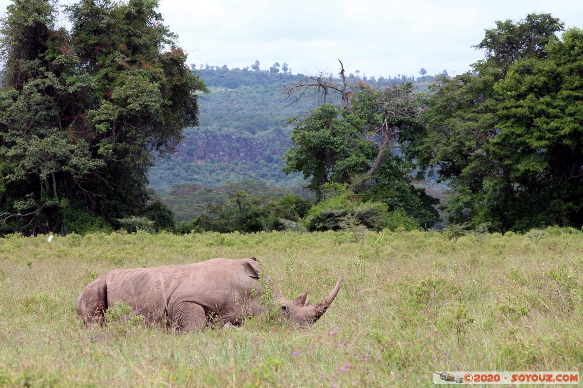 Lake Nakuru National Park - Rhinoceros
Mots-clés: KEN Kenya Long’s Drift Nakuru Lake Nakuru National Park animals Rhinoceros