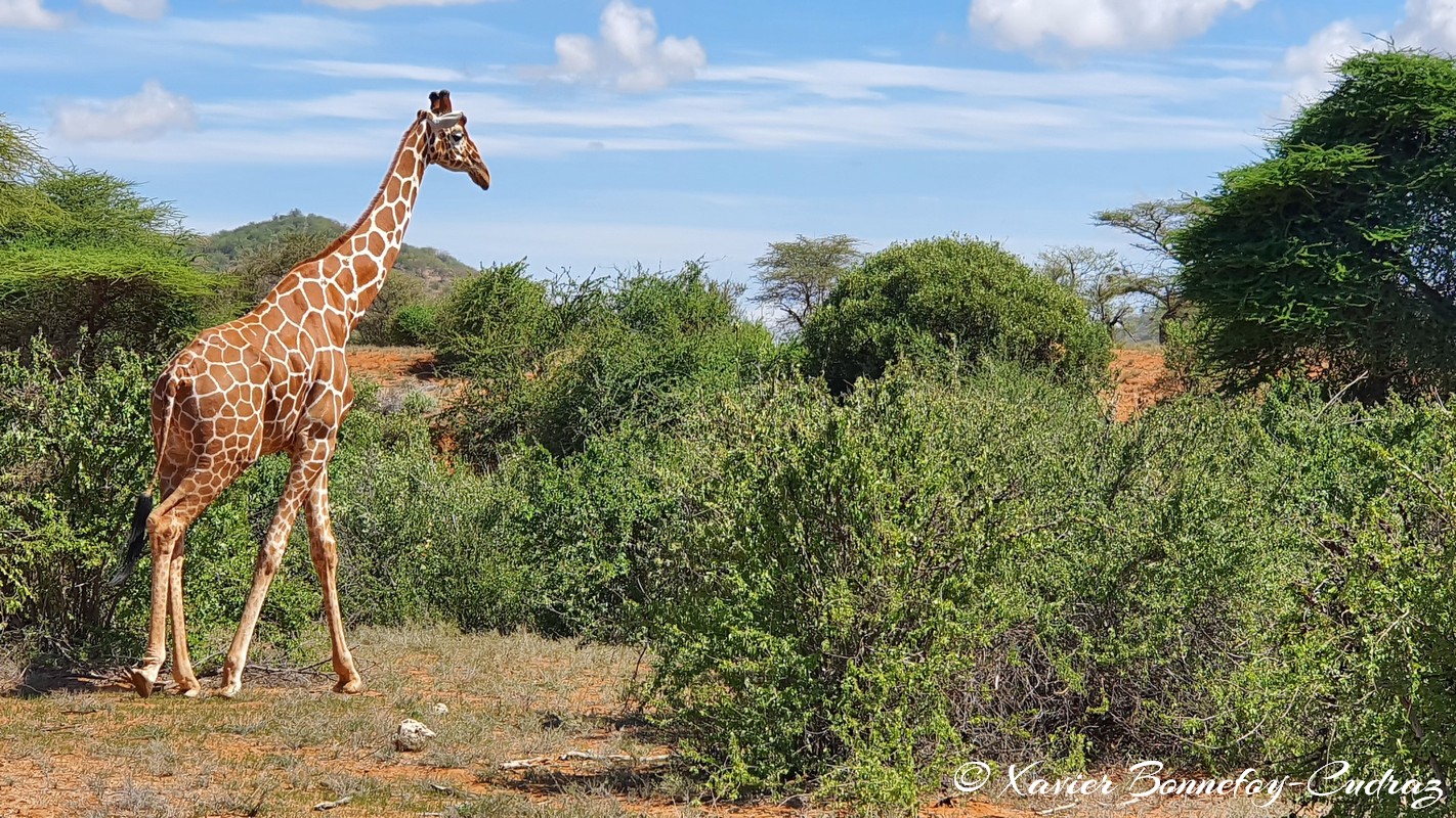 Samburu - Reticulated giraffe
Mots-clés: geo:lat=0.59998840 geo:lon=37.58526796 geotagged KEN Kenya Samburu Samburu National Reserve reticulated giraffe Somali giraffe Giraffe animals