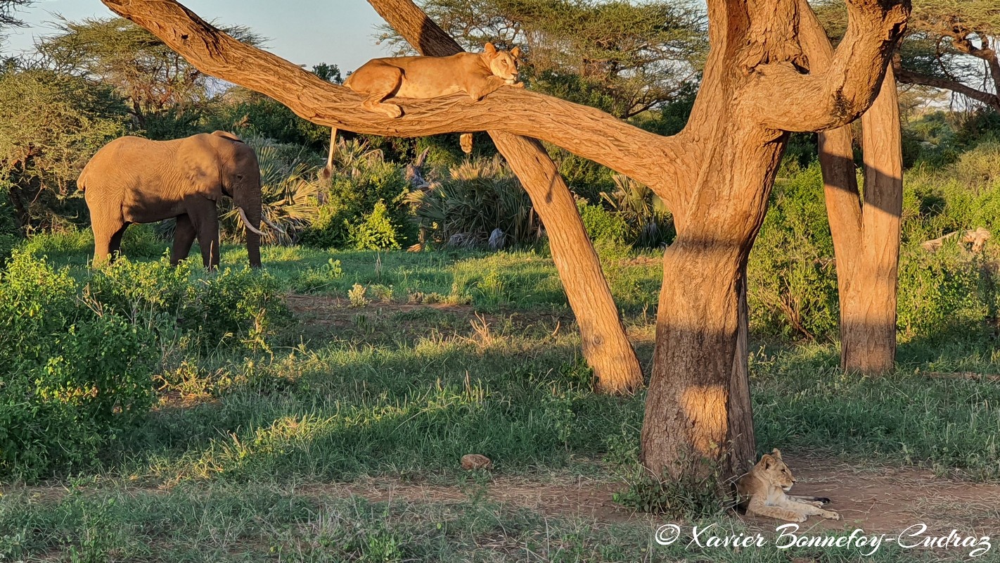 Buffalo Springs - Lion and Elephant
Mots-clés: geo:lat=0.55603993 geo:lon=37.57474732 geotagged KEN Kenya Samburu Isiolo Buffalo Springs National Reserve animals Lion sunset Elephant
