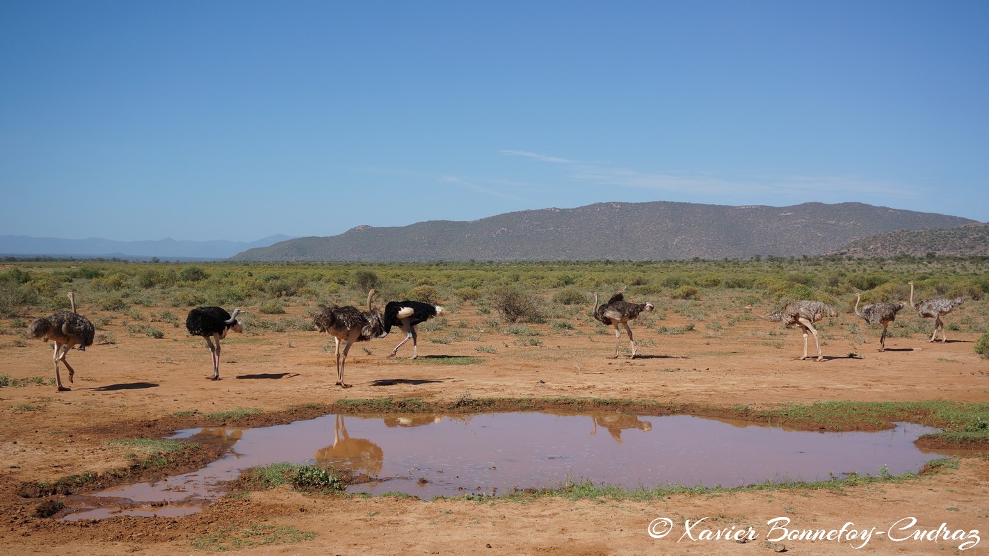 Samburu - Somali ostriches
Mots-clés: geo:lat=0.60784400 geo:lon=37.62019800 geotagged KEN Kenya Samburu Samburu National Reserve Somali ostriches animals Autruche oiseau