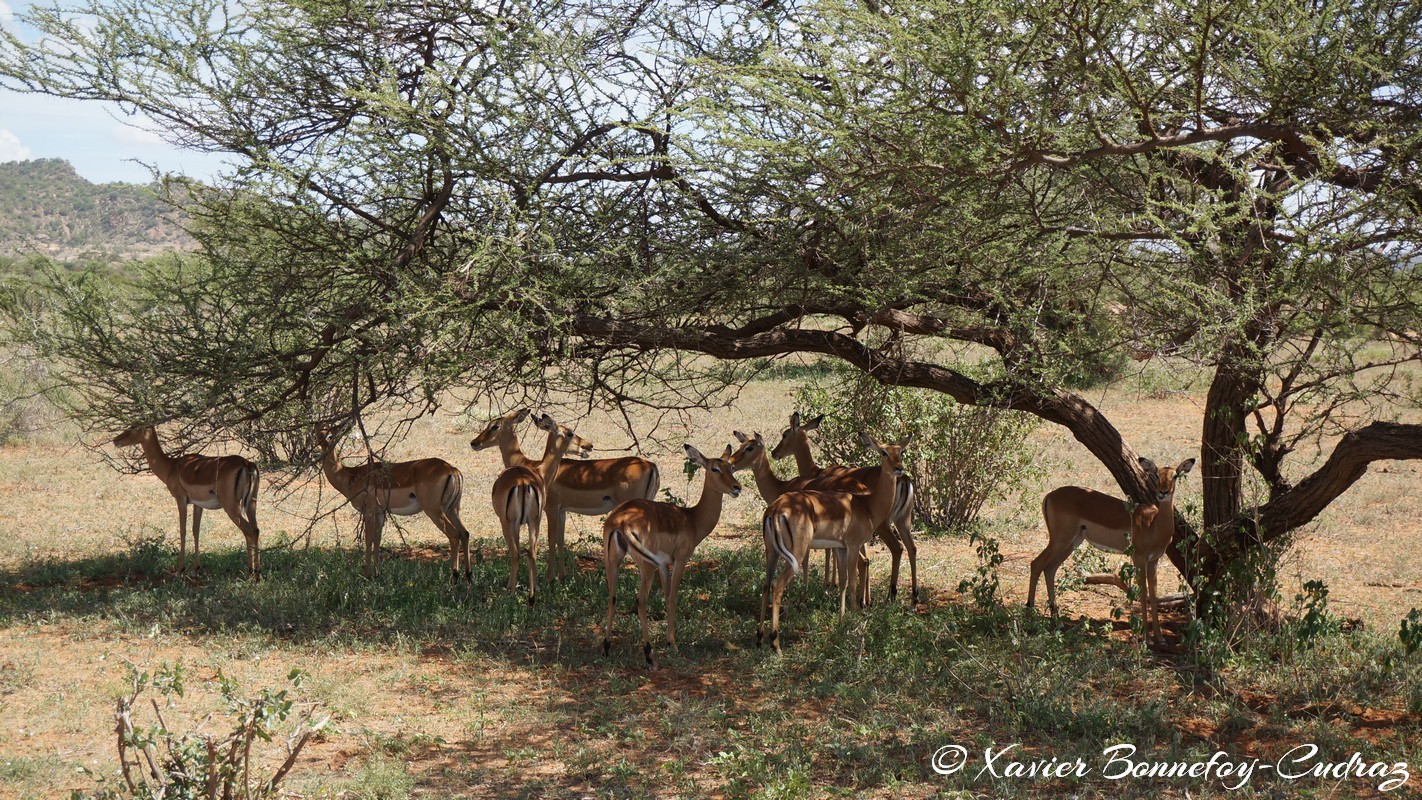Samburu - Impala
Mots-clés: geo:lat=0.59134200 geo:lon=37.57501900 geotagged KEN Kenya Samburu Samburu National Reserve Impala animals
