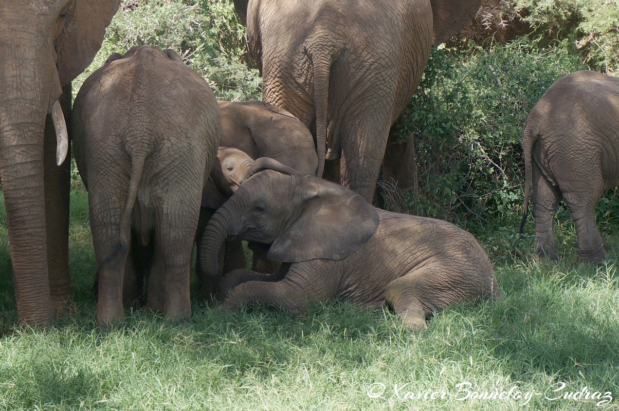 Samburu - Elephant
Mots-clés: geo:lat=0.57132400 geo:lon=37.56448900 geotagged KEN Kenya Samburu Samburu National Reserve animals Elephant