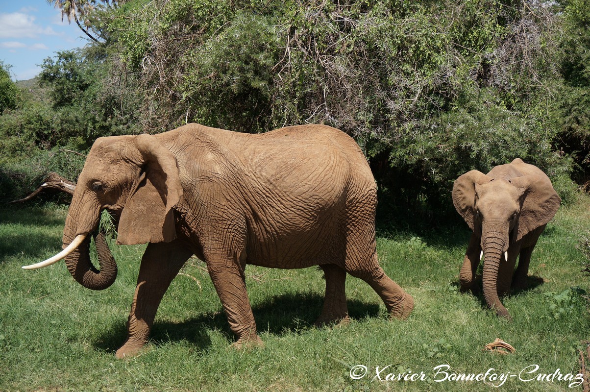 Samburu - Elephant
Mots-clés: geo:lat=0.57132400 geo:lon=37.56449400 geotagged KEN Kenya Samburu Samburu National Reserve animals Elephant
