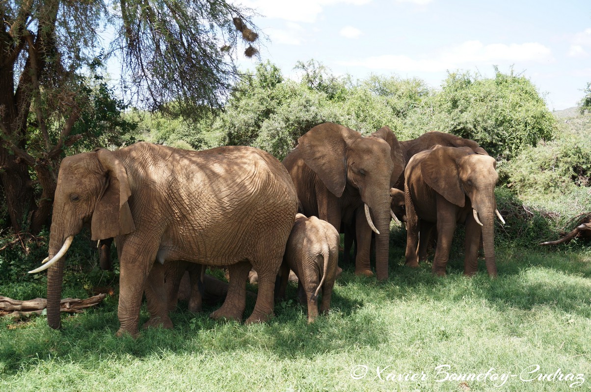 Samburu - Elephant
Mots-clés: geo:lat=0.57132400 geo:lon=37.56449400 geotagged KEN Kenya Samburu Samburu National Reserve animals Elephant