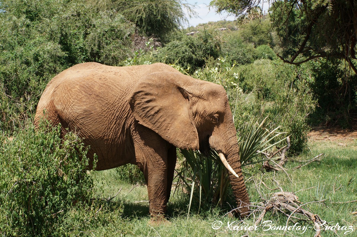 Samburu - Elephant
Mots-clés: geo:lat=0.57024000 geo:lon=37.56025000 geotagged KEN Kenya Samburu Samburu National Reserve animals Elephant