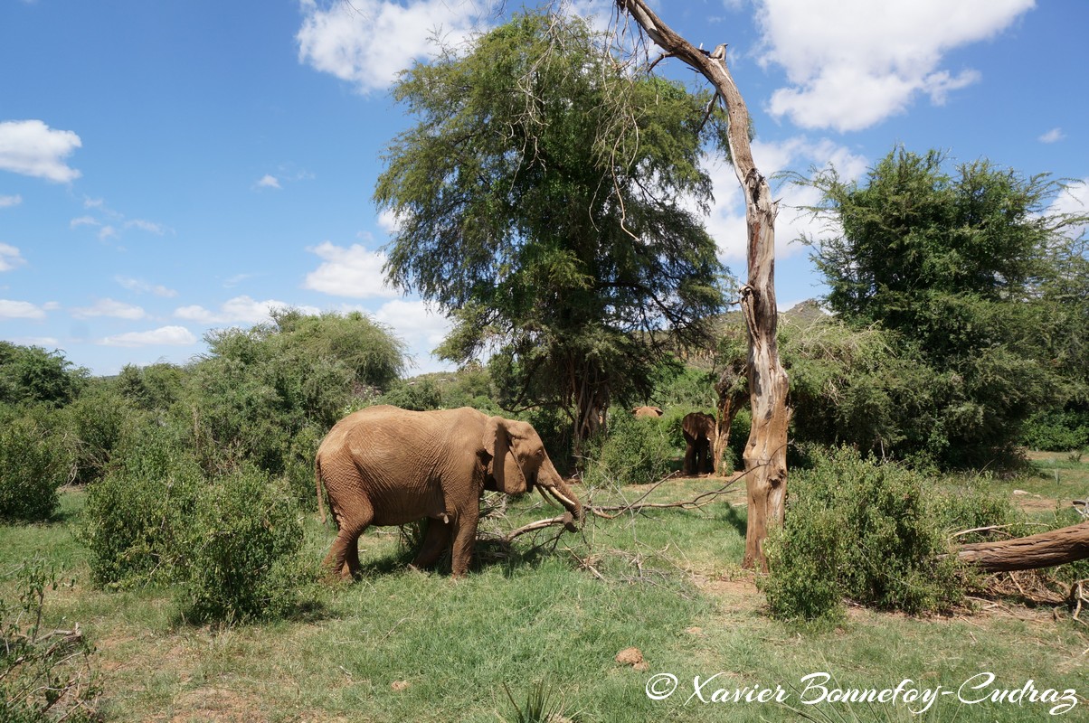 Samburu - Elephant
Mots-clés: geo:lat=0.57083100 geo:lon=37.55939700 geotagged KEN Kenya Samburu Samburu National Reserve animals Elephant