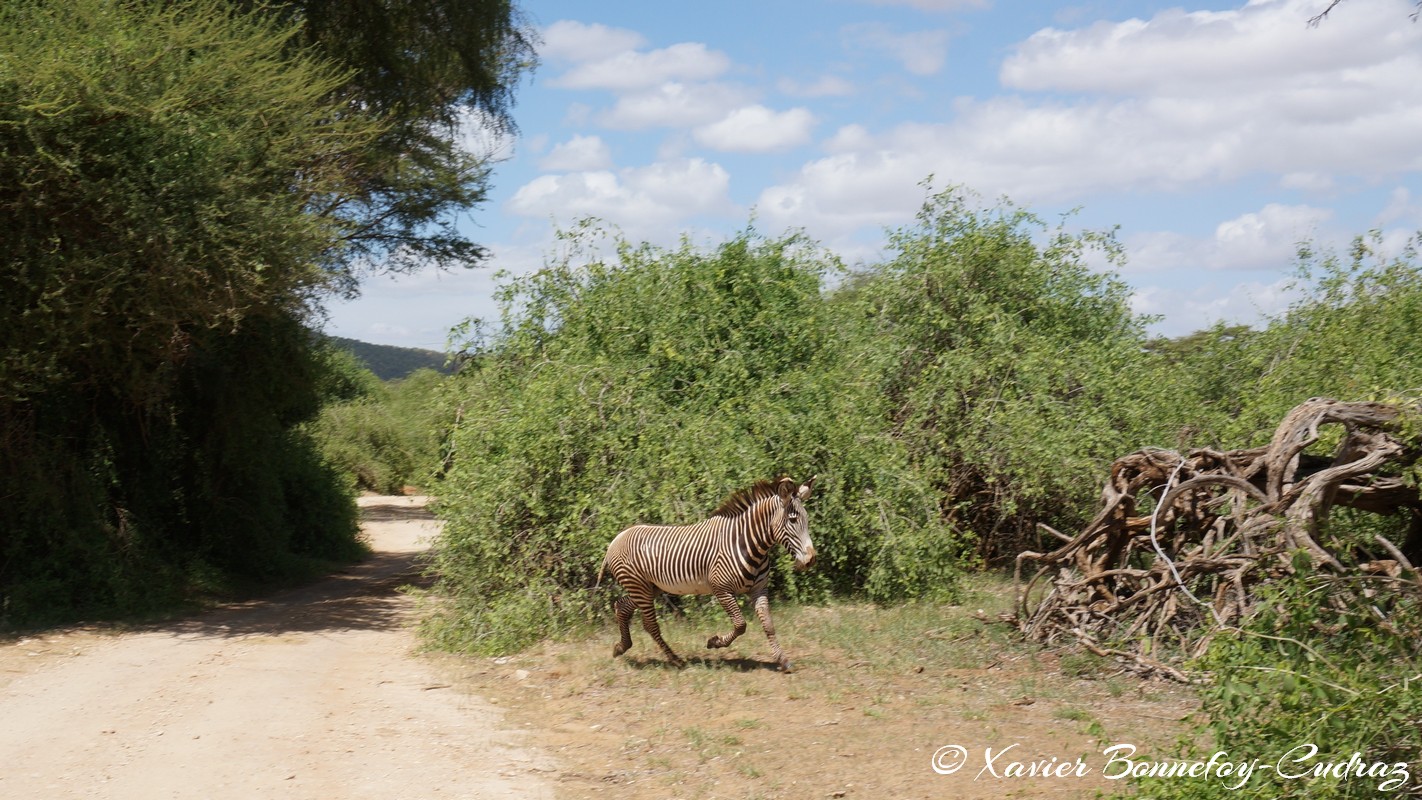 Samburu - Grevy's Zebra
Mots-clés: geo:lat=0.57713600 geo:lon=37.54772200 geotagged KEN Kenya Samburu Samburu National Reserve Grevy's Zebra zebre animals