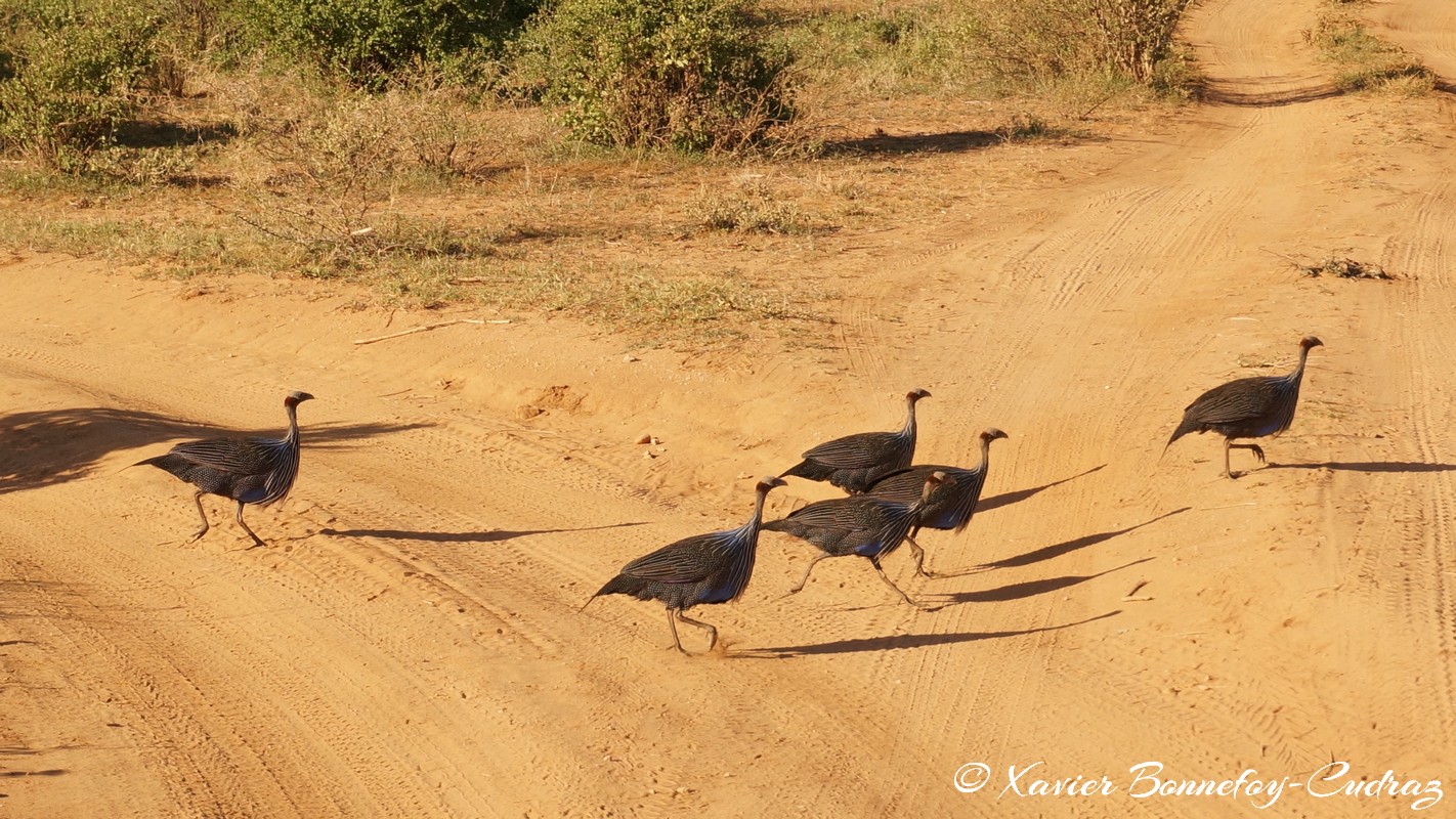 Samburu - Vulturine Guineafowl
Mots-clés: geo:lat=0.60039600 geo:lon=37.59997200 geotagged KEN Kenya Samburu Umoja Samburu National Reserve Vulturine Guineafowl oiseau animals