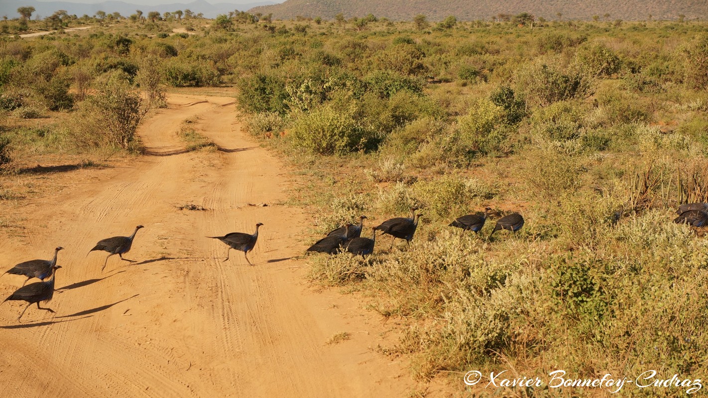 Samburu - Vulturine Guineafowl
Mots-clés: geo:lat=0.60040300 geo:lon=37.59996800 geotagged KEN Kenya Samburu Umoja Samburu National Reserve Vulturine Guineafowl oiseau animals