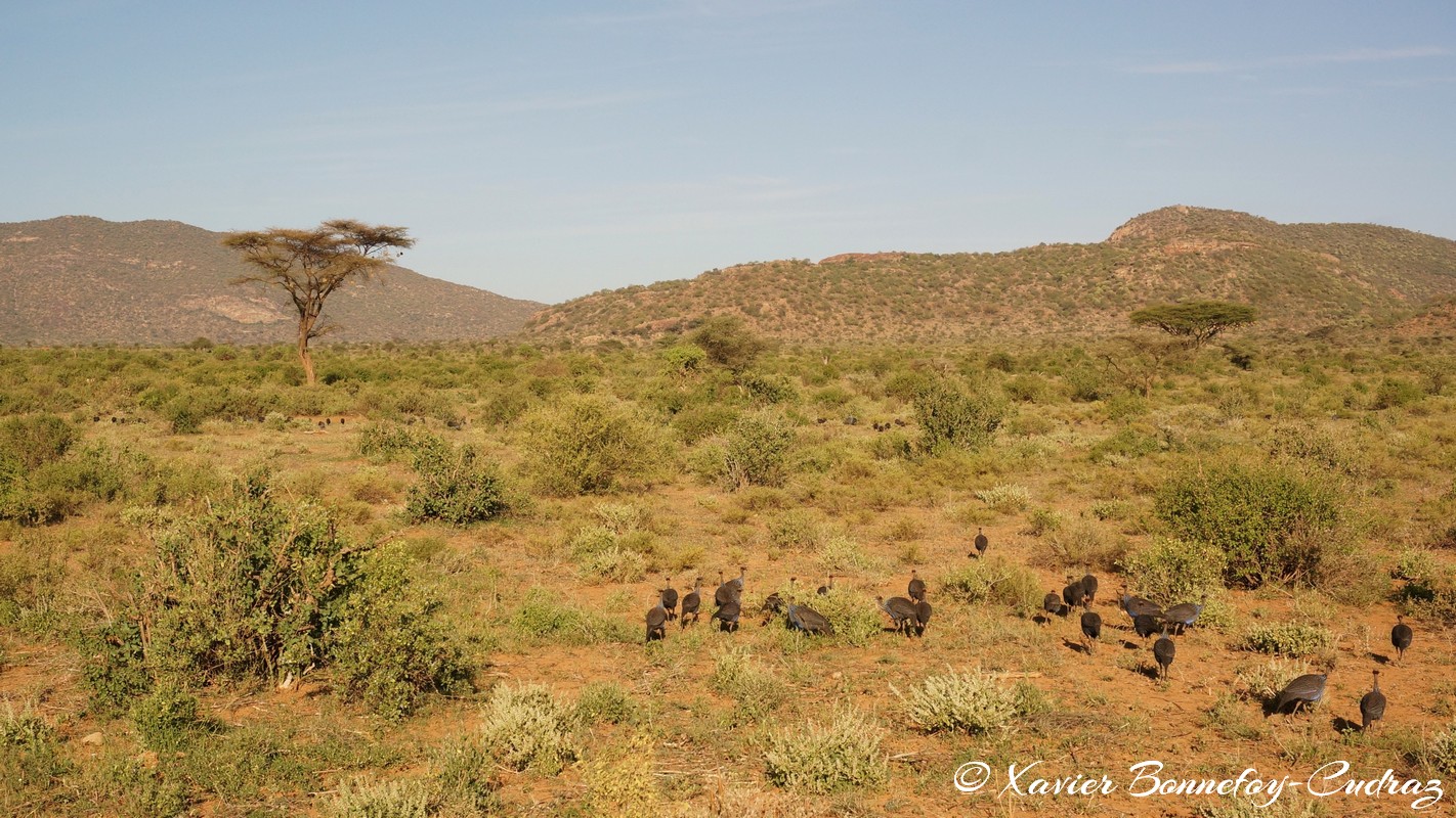 Samburu - Vulturine Guineafowl
Mots-clés: geo:lat=0.60048400 geo:lon=37.60000700 geotagged KEN Kenya Samburu Umoja Samburu National Reserve Vulturine Guineafowl oiseau animals