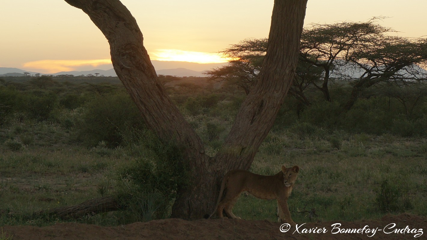 Buffalo Springs - Lion at Sunset
Mots-clés: geo:lat=0.55380400 geo:lon=37.57908400 geotagged KEN Kenya Samburu Umoja Isiolo Buffalo Springs National Reserve animals Lion
