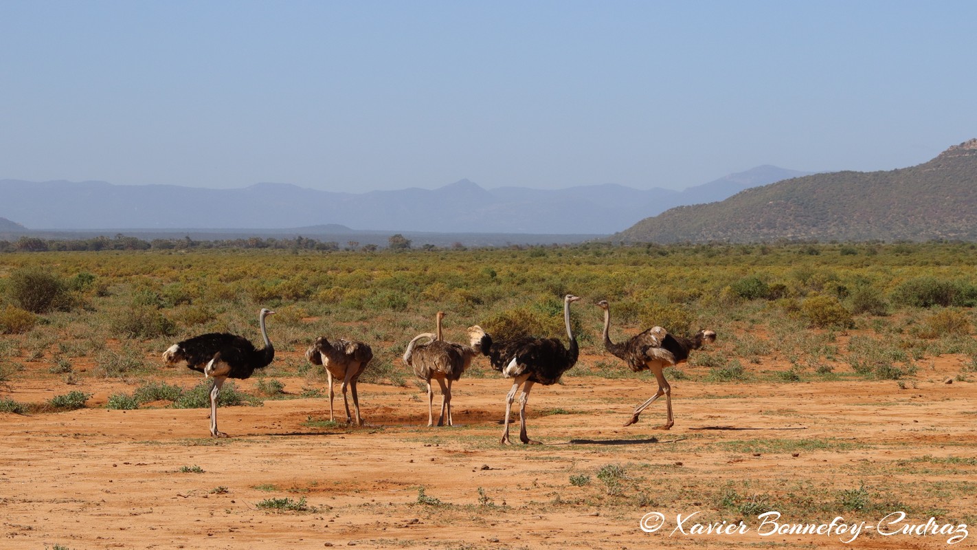 Samburu - Somali ostriches
Mots-clés: geo:lat=0.60962700 geo:lon=37.62068000 geotagged KEN Kenya Samburu Samburu National Reserve Somali ostriches animals Autruche oiseau