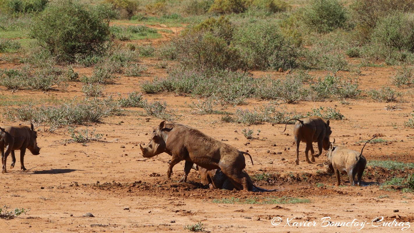 Samburu - Warthog
Mots-clés: geo:lat=0.60915100 geo:lon=37.62062300 geotagged KEN Kenya Samburu Samburu National Reserve animals Phacochere Warthog