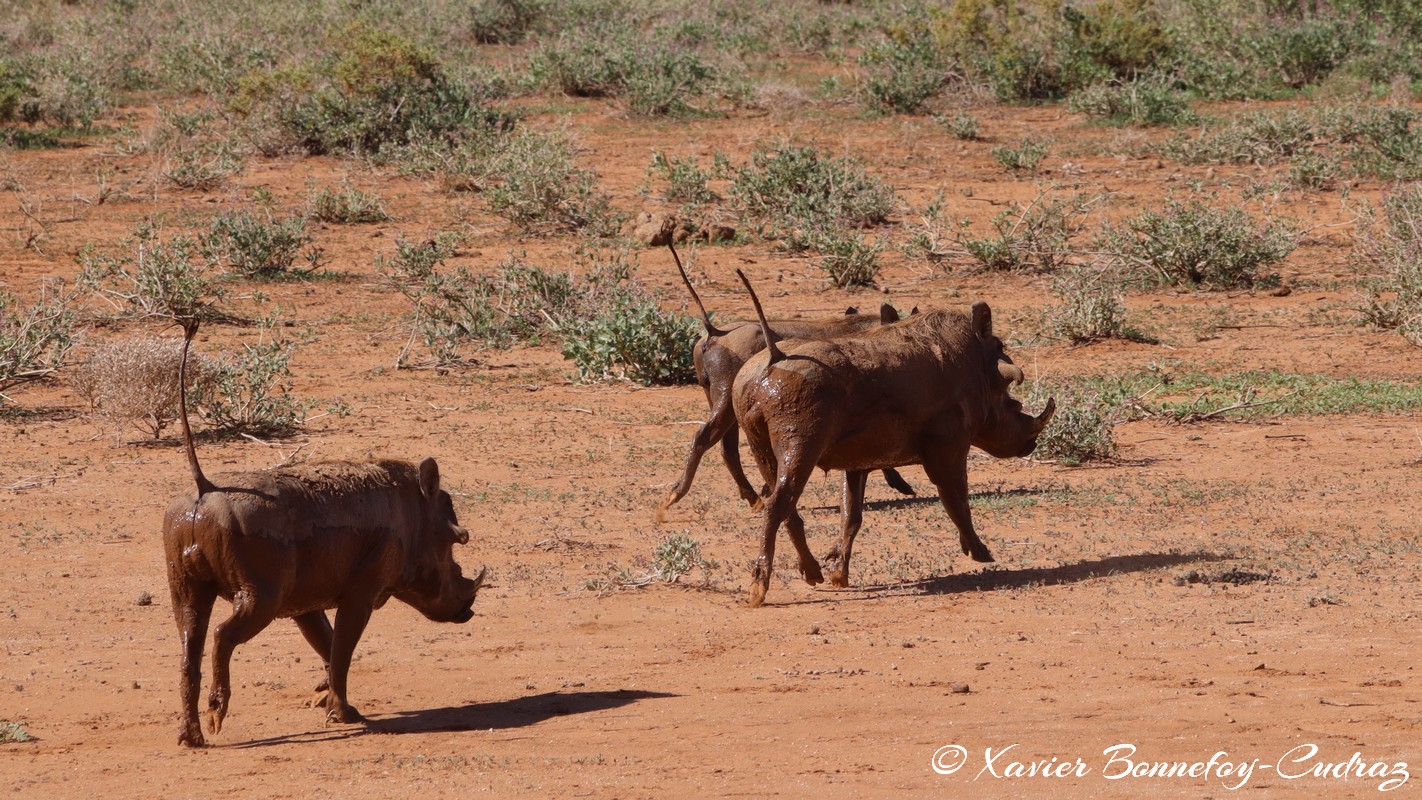 Samburu - Warthog
Mots-clés: geo:lat=0.60880200 geo:lon=37.62064600 geotagged KEN Kenya Samburu Samburu National Reserve animals Phacochere Warthog