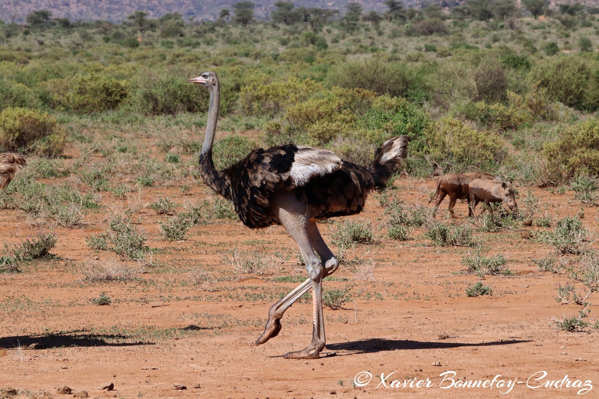 Samburu - Somali ostriches
Mots-clés: geo:lat=0.60831700 geo:lon=37.62052800 geotagged KEN Kenya Samburu Samburu National Reserve Somali ostriches animals Autruche oiseau