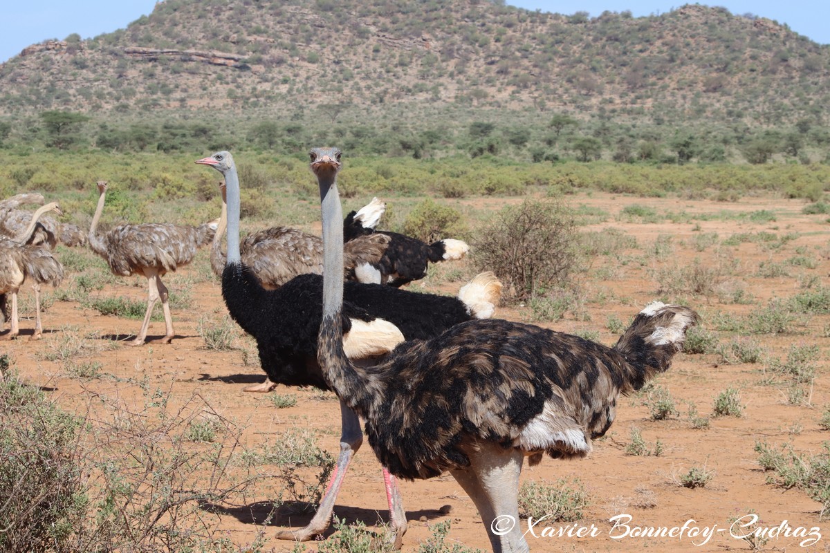 Samburu - Somali ostriches
Mots-clés: geo:lat=0.60805600 geo:lon=37.62042400 geotagged KEN Kenya Samburu Samburu National Reserve Somali ostriches animals Autruche oiseau