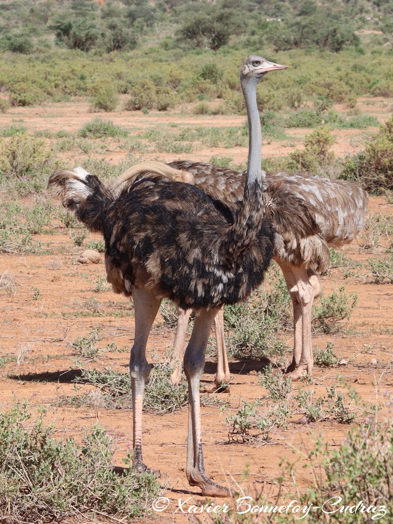Samburu - Somali ostriches
Mots-clés: geo:lat=0.60784400 geo:lon=37.62019800 geotagged KEN Kenya Samburu Samburu National Reserve Somali ostriches animals Autruche oiseau