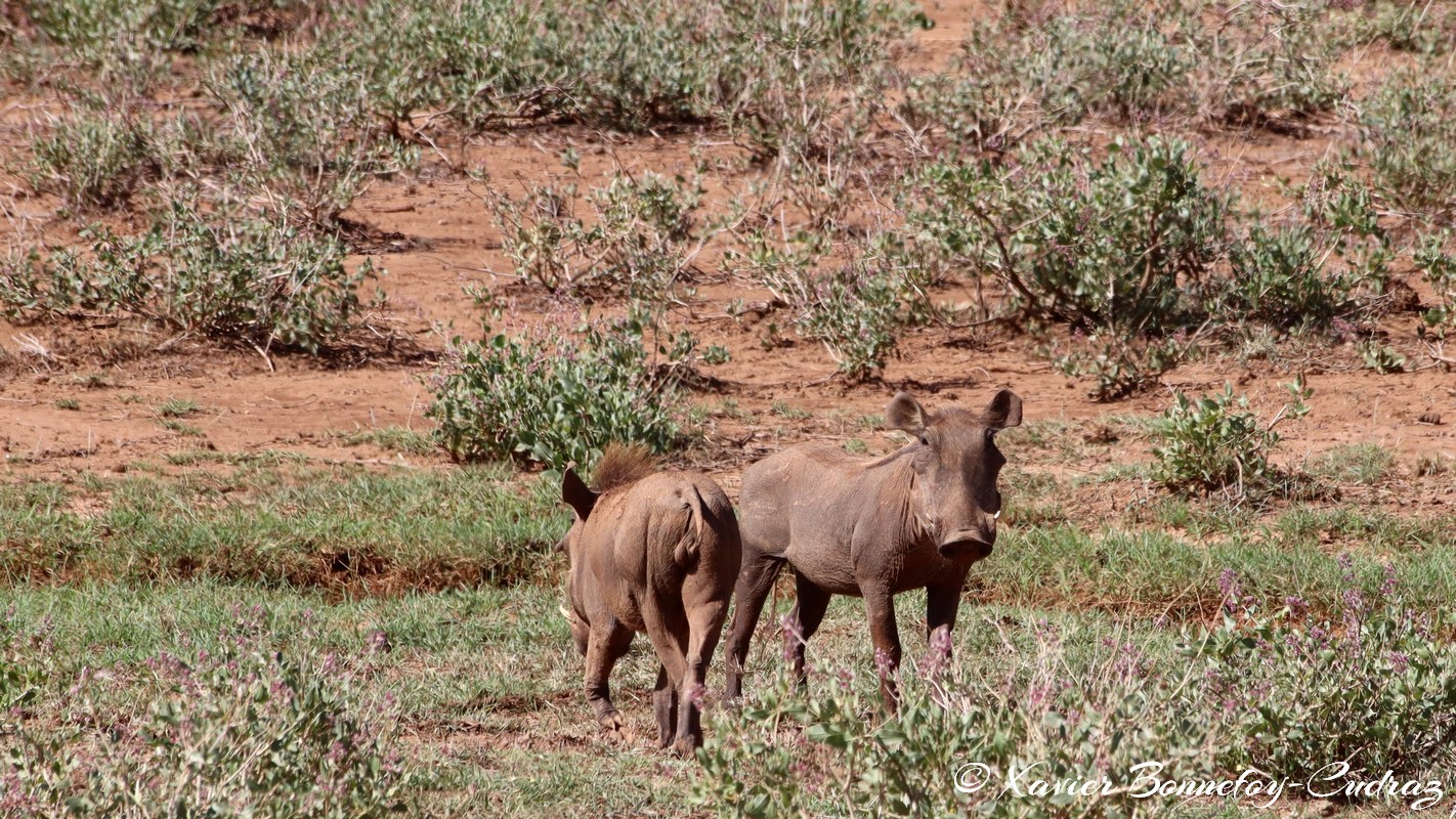 Samburu - Warthog
Mots-clés: geo:lat=0.60413500 geo:lon=37.62393900 geotagged KEN Kenya Samburu Samburu National Reserve animals Phacochere Warthog