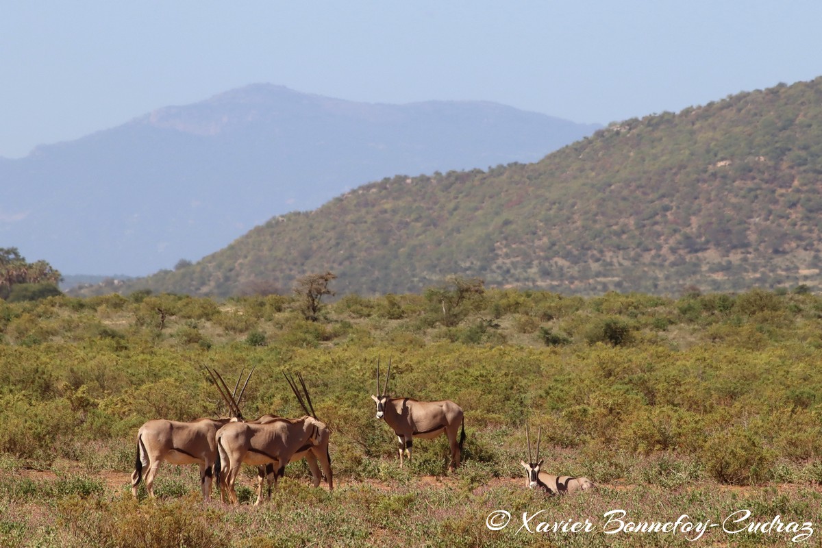 Samburu - Beisa Oryx
Mots-clés: geo:lat=0.60115500 geo:lon=37.61133100 geotagged KEN Kenya Samburu Samburu National Reserve animals Beisa Oryx