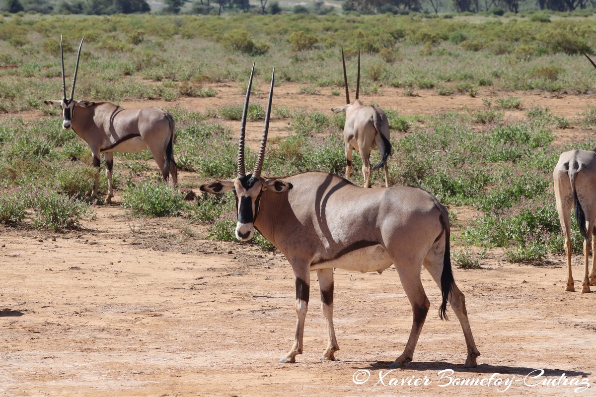 Samburu - Beisa Oryx
Mots-clés: geo:lat=0.60128200 geo:lon=37.61080900 geotagged KEN Kenya Samburu Samburu National Reserve animals Beisa Oryx
