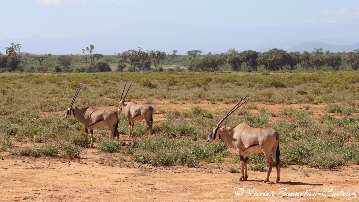 Samburu - Beisa Oryx
Mots-clés: geo:lat=0.60128500 geo:lon=37.61070400 geotagged KEN Kenya Samburu Samburu National Reserve animals Beisa Oryx