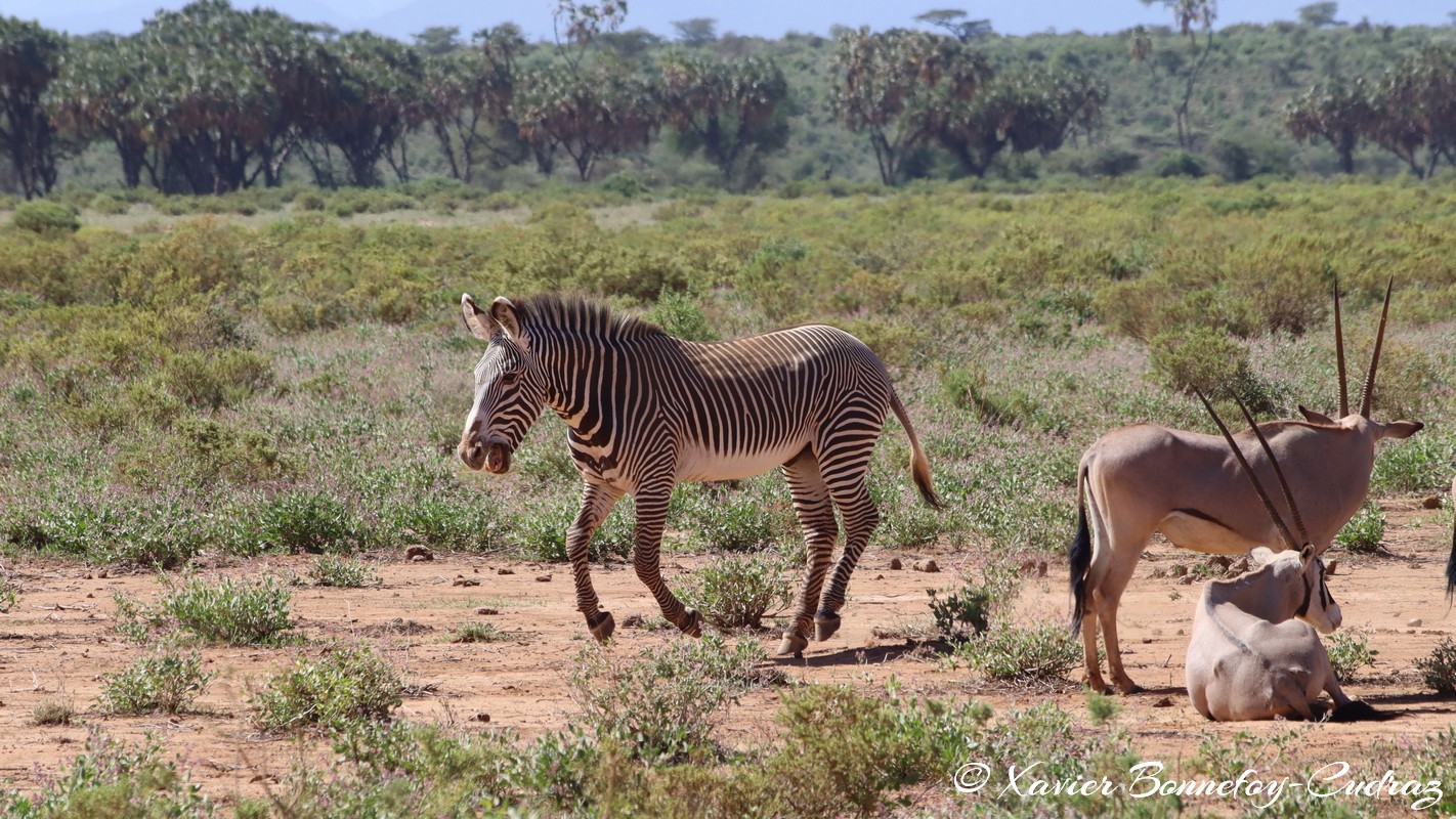 Samburu - Beisa Oryx and Grevy's Zebra
Mots-clés: geo:lat=0.60110600 geo:lon=37.61058200 geotagged KEN Kenya Samburu Samburu National Reserve animals Beisa Oryx Grevy's Zebra