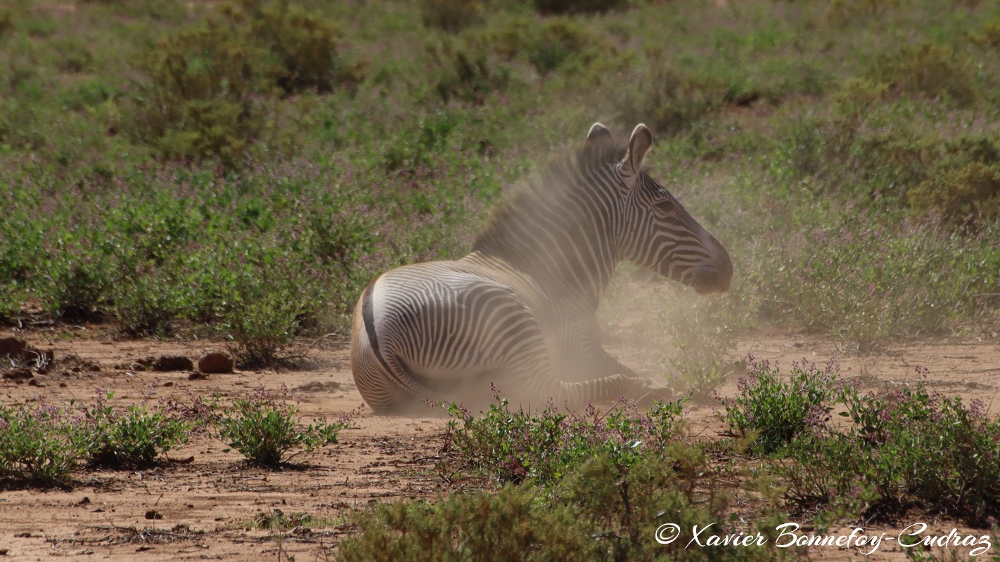 Samburu - Grevy's Zebra
Mots-clés: geo:lat=0.60110600 geo:lon=37.61058200 geotagged KEN Kenya Samburu Samburu National Reserve animals Grevy's Zebra