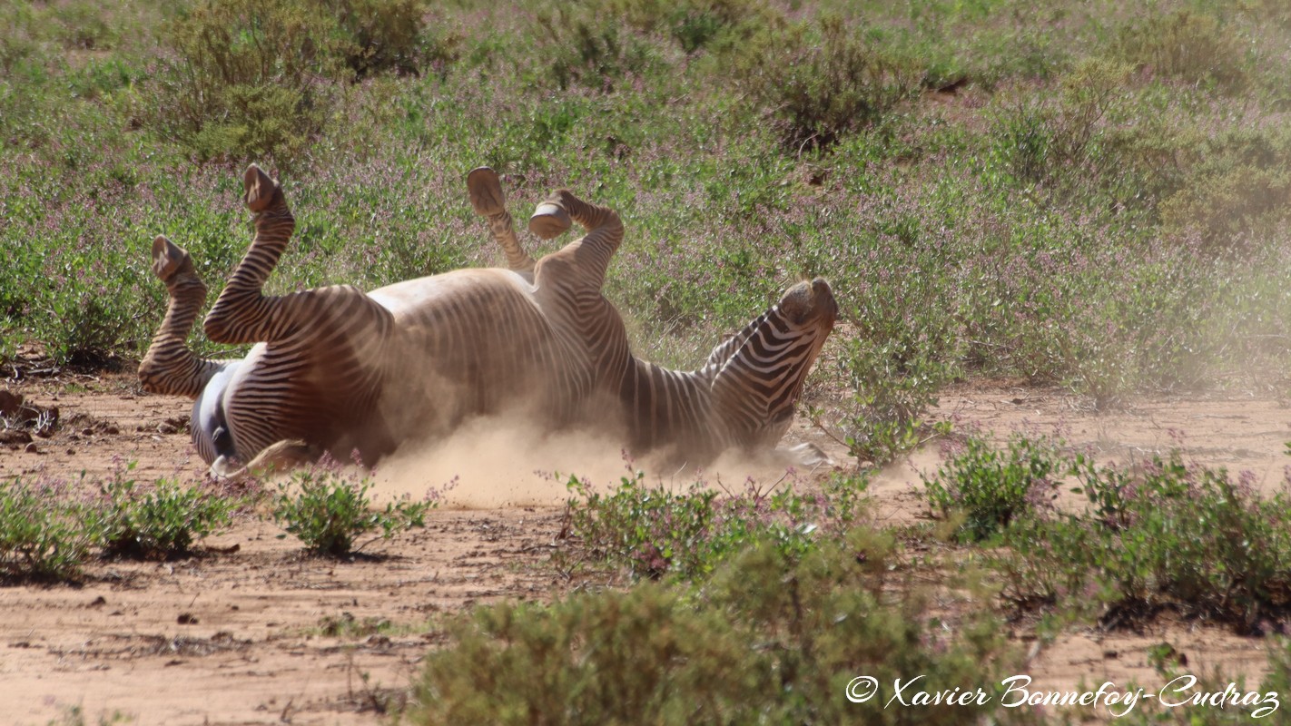 Samburu - Grevy's Zebra
Mots-clés: geo:lat=0.60110600 geo:lon=37.61058200 geotagged KEN Kenya Samburu Samburu National Reserve animals Grevy's Zebra