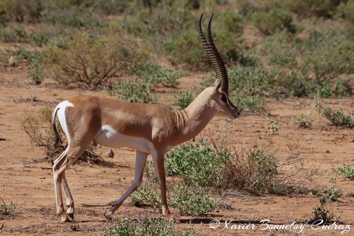 Samburu - Grant's Gazelle
Mots-clés: geo:lat=0.60110600 geo:lon=37.61058200 geotagged KEN Kenya Samburu Samburu National Reserve animals Grant's Gazelle
