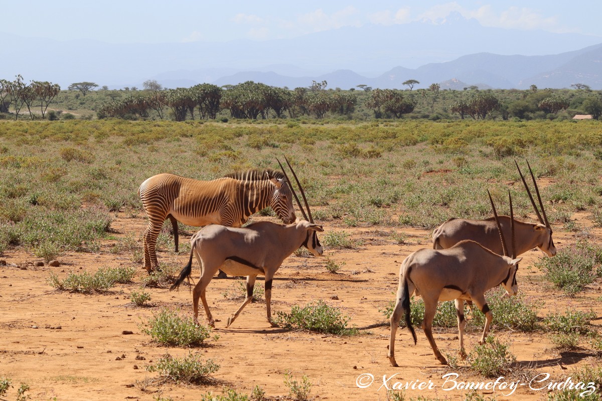 Samburu - Beisa Oryx
Mots-clés: geo:lat=0.60105700 geo:lon=37.61073500 geotagged KEN Kenya Samburu Samburu National Reserve animals Beisa Oryx