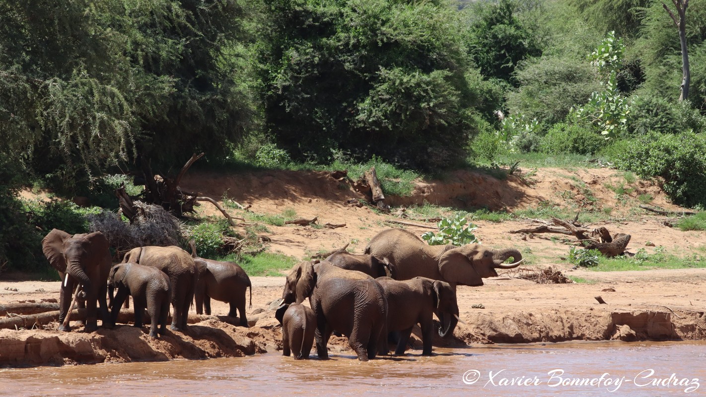 Samburu - Elephant
Mots-clés: geo:lat=0.57036100 geo:lon=37.56728900 geotagged KEN Kenya Samburu Samburu National Reserve animals Elephant Riviere