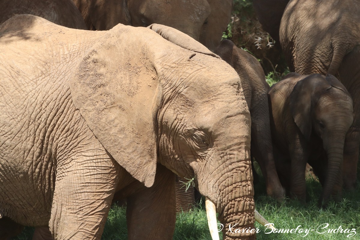 Samburu - Elephant
Mots-clés: geo:lat=0.57125900 geo:lon=37.56483600 geotagged KEN Kenya Samburu Samburu National Reserve animals Elephant