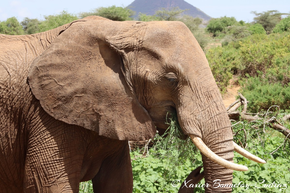 Samburu - Elephant
Mots-clés: geo:lat=0.57132000 geo:lon=37.56449600 geotagged KEN Kenya Samburu Samburu National Reserve animals Elephant