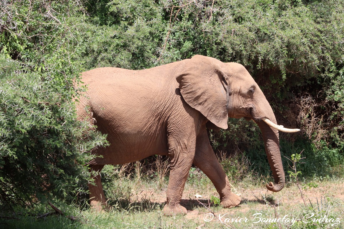 Samburu - Elephant
Mots-clés: geo:lat=0.57133100 geo:lon=37.56450700 geotagged KEN Kenya Samburu Samburu National Reserve animals Elephant