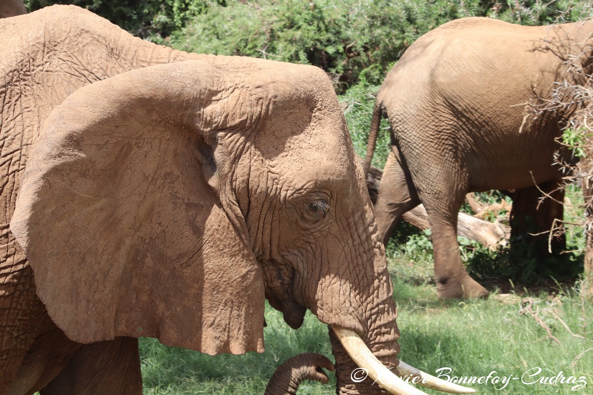 Samburu - Elephant
Mots-clés: geo:lat=0.57133100 geo:lon=37.56450700 geotagged KEN Kenya Samburu Samburu National Reserve animals Elephant