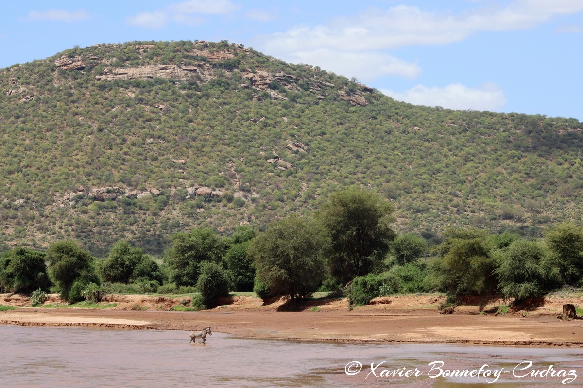 Samburu - Grevy's Zebra crossing Ewaso Ngiro river
Mots-clés: geo:lat=0.57613200 geo:lon=37.54888800 geotagged KEN Kenya Samburu Samburu National Reserve Grevy's Zebra animals Ewaso Ngiro river Riviere